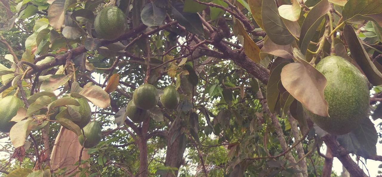 فندق Mi Ranchito, Centro باريكارا المظهر الخارجي الصورة