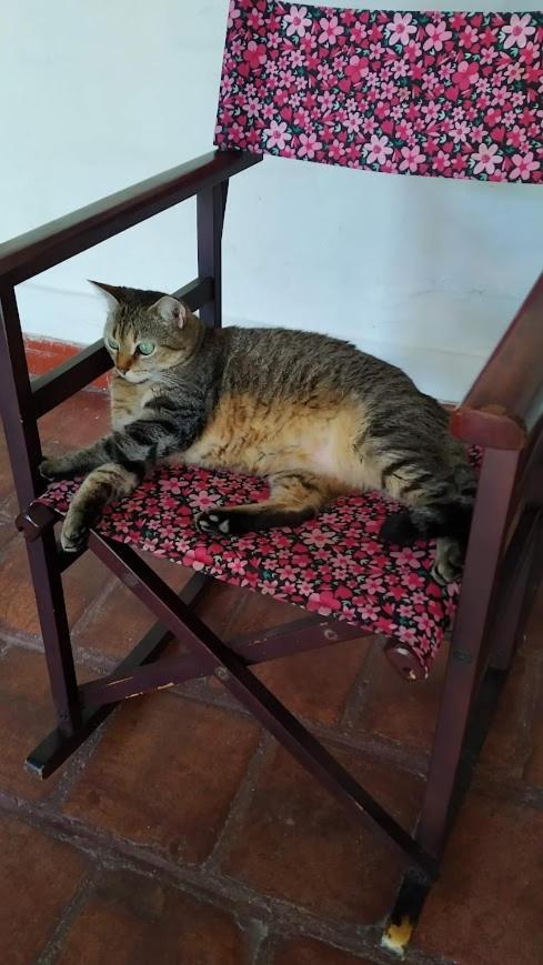 فندق Mi Ranchito, Centro باريكارا المظهر الخارجي الصورة